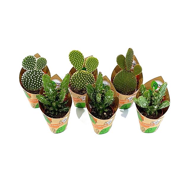 GROW by OBI Feigenkaktus 6-fach sortiert Topf-Ø ca. 5,5 cm Opuntia günstig online kaufen