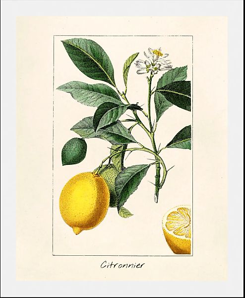 queence Bild »Citronnier«, Obst-Obst Bilder-Essen-Lebensmittel-Kunst-Schrif günstig online kaufen