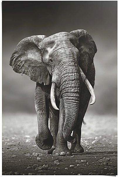 Reinders Poster "Poster Elefant Wanderung" Elefanten 1 Stk. tlg. günstig online kaufen