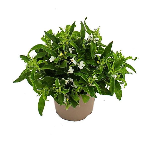 Exotenherz Männertreu Hängend Weiß Lobelia Richardii 11cm Set mit 3 Pflanze günstig online kaufen