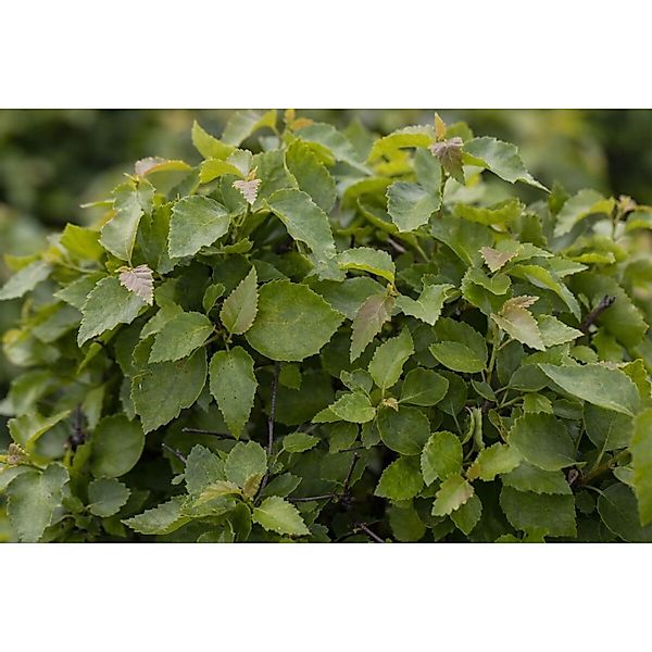 Betula Pendula Magical Globe Hängebirke Kompakt 125 cm Stammhöhe günstig online kaufen