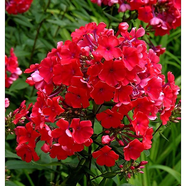 Hohe Flammenblume Starfire - Phlox Paniculata günstig online kaufen