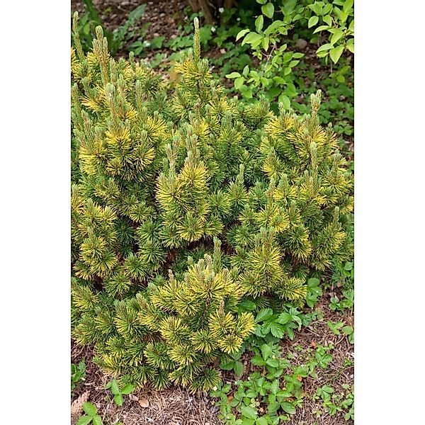 Pinus Mugo Little Gold Star Bergkiefer Goldgelb 80–100 cm günstig online kaufen