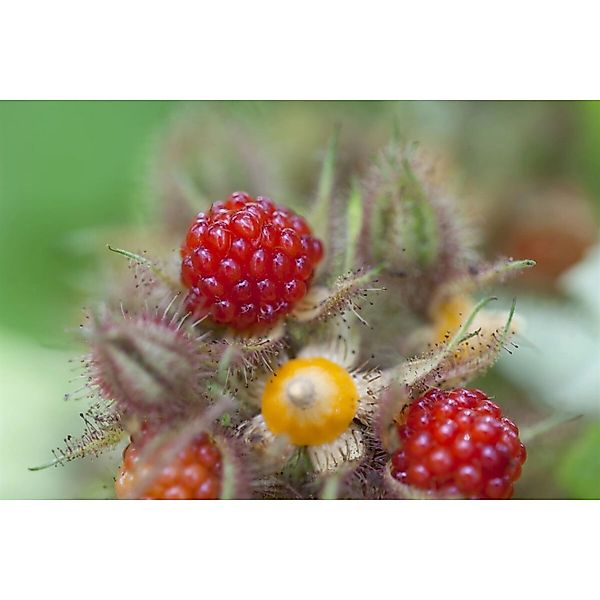 Rubus Phoenicolasius Japanische Weinbeere 30–40 Cm günstig online kaufen
