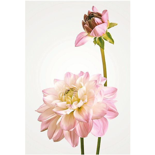 Komar Bild "Dahlia" Blumen 1 Stk. tlg. Wandbild zur Dekoration - ohne Rahme günstig online kaufen