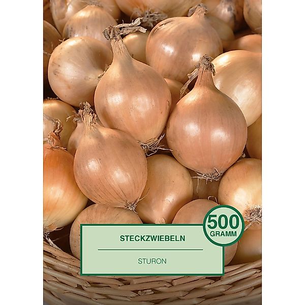 Steckzwiebel 500 Gramm Allium cepa Sturon günstig online kaufen