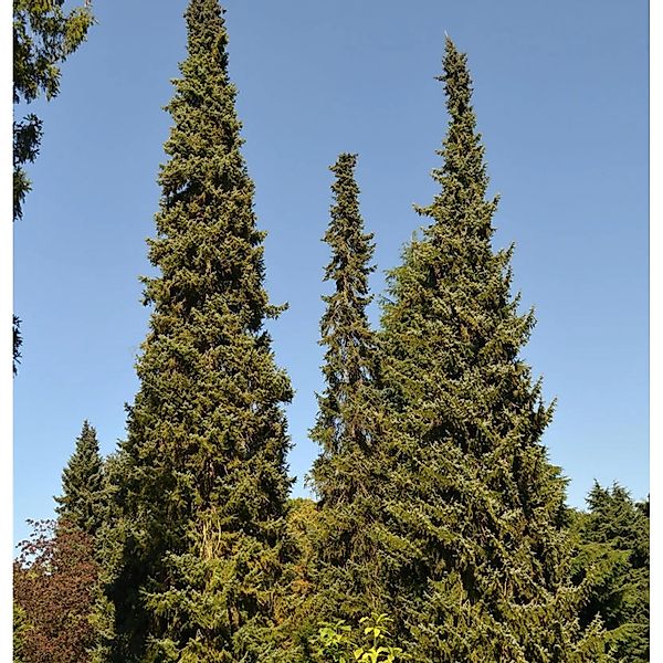Serbische Fichte 100-125cm - Picea omorika günstig online kaufen