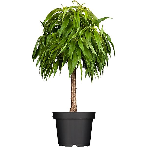 GROW by OBI Bio Nektarine 'Stark Red Gold' Höhe ca. 80 cm-100 cm Topf-Ø ca. günstig online kaufen