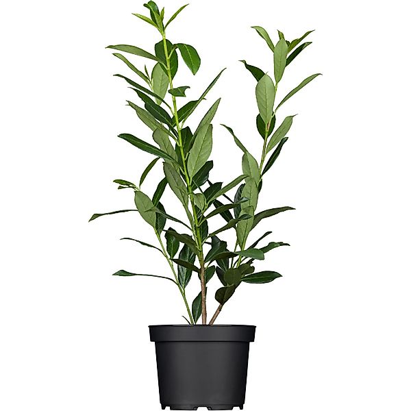 OBI Kirschlorbeer Caucasica Höhe ca. 80 - 100 cm Topf ca. 7,5 l  Prunus günstig online kaufen