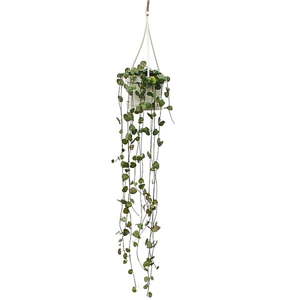 Exotenherz Zimmerpflanze zum Hängen Ceropegia Woodii Leuchterblume 10cm Amp günstig online kaufen