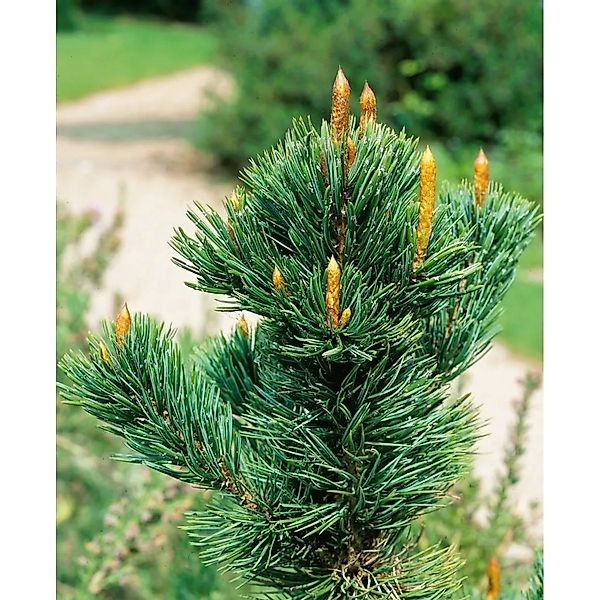 Pinus Aristata Grannen-Kiefer 25–30 cm Robust Und Pflegeleicht günstig online kaufen