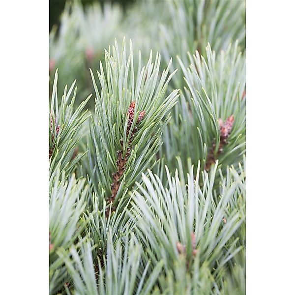 Pinus Flexilis Vanderwolfs Pyramid Limber-Kiefer 150–175 cm günstig online kaufen