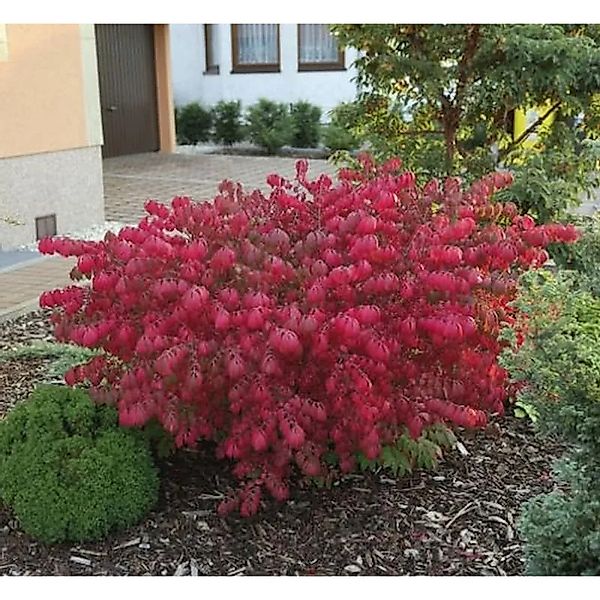 Korkflügelstrauch Chicago Fire 30-40cm - Euonymus alatus günstig online kaufen