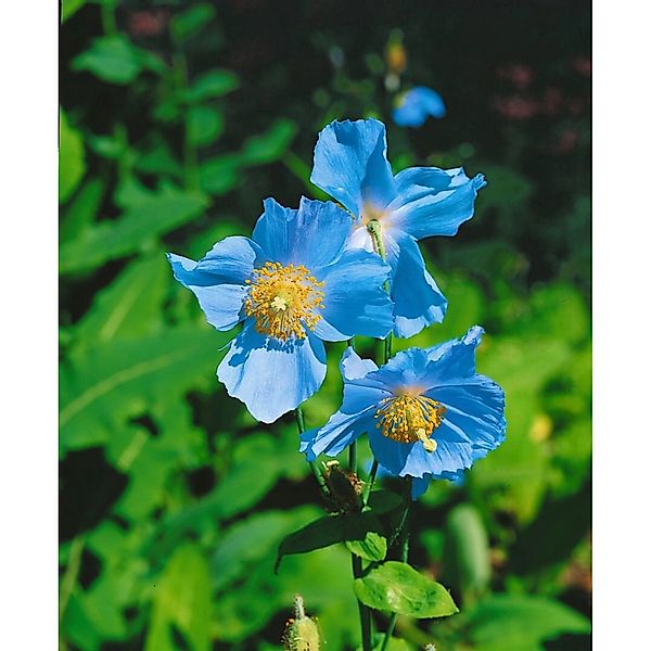 Meconopsis Betonicifolia Scheinmohn Ca 9x9 cm Topf günstig online kaufen