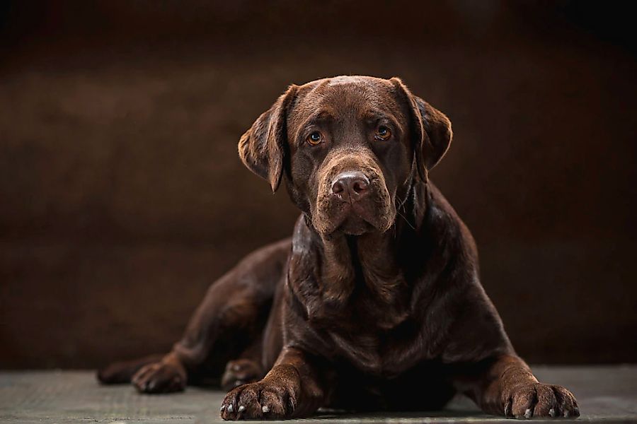 Papermoon Fototapete "hund" günstig online kaufen