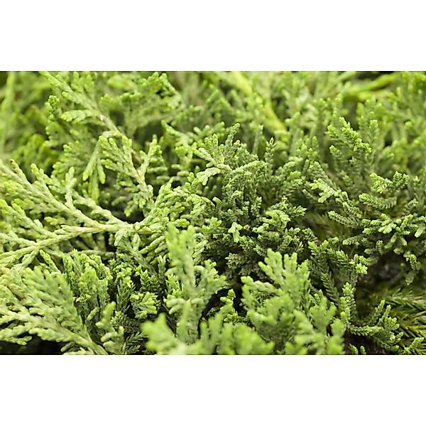 Juniperus Horizontalis Glauca Kriech-Wacholder Blaugrün 20–30 cm günstig online kaufen