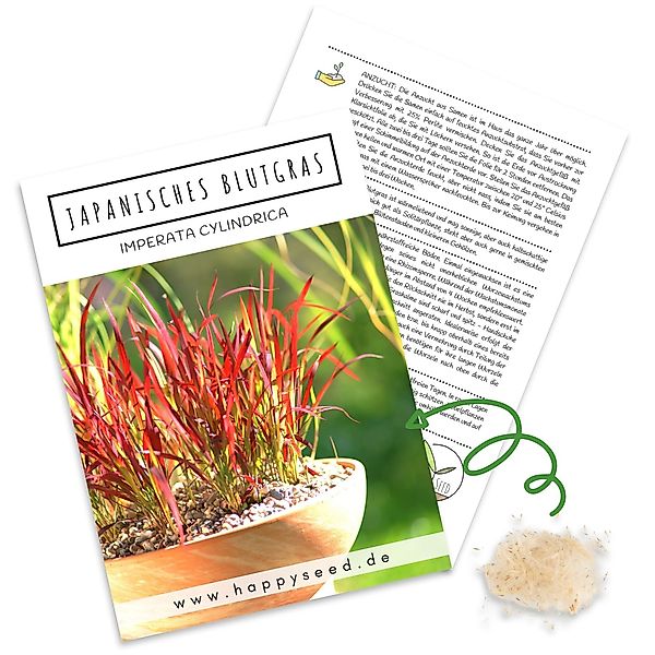 HappySeed Blumensamen Japanisches Blutgras Samen - günstig online kaufen