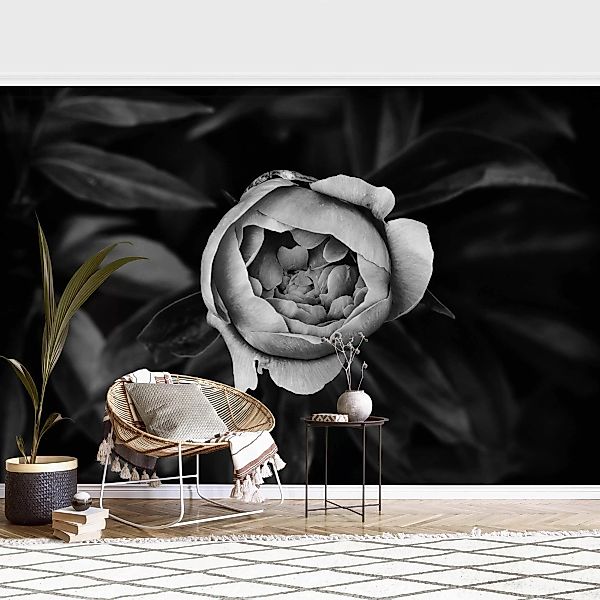 Fototapete Pfingstrosenblüte vor Blättern Schwarz Weiß günstig online kaufen