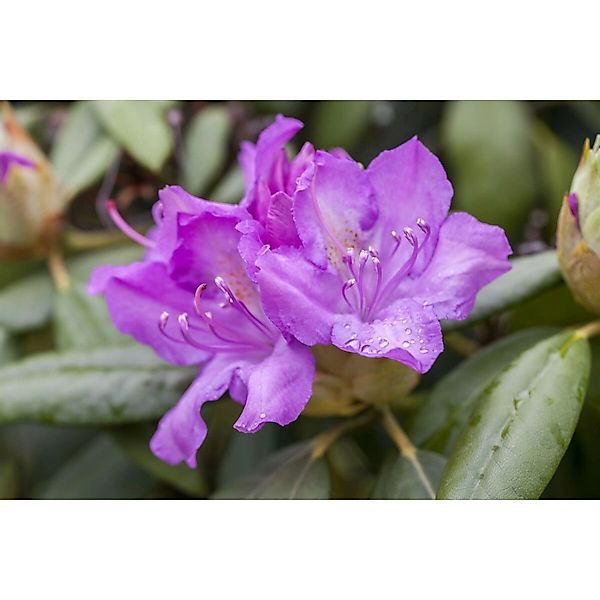 Rhododendron Hybr. Catawbiense Boursault Lila Blüten 30–40 cm günstig online kaufen