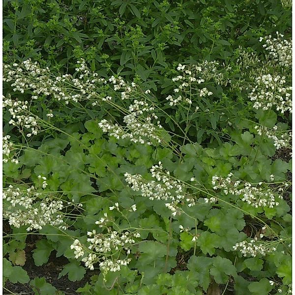 Purpurglöckchen Schneewittchen - Heuchera brizoides günstig online kaufen