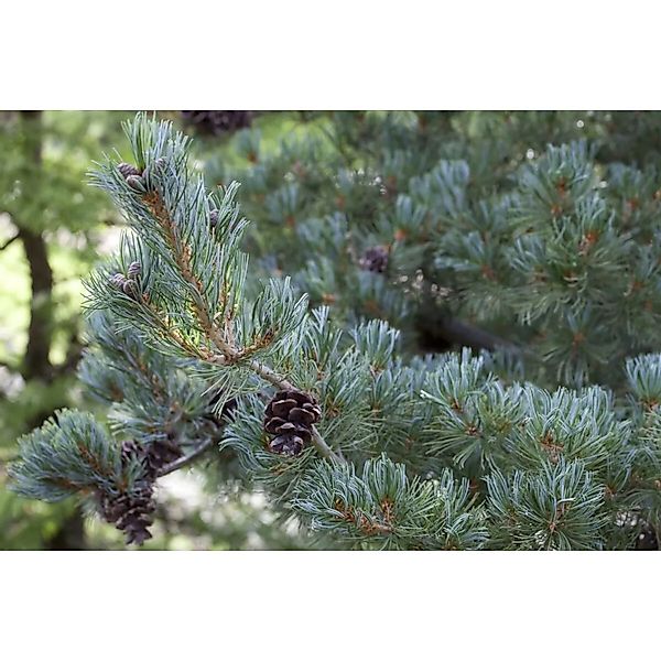 Pinus Parviflora Glauca Japanische Kiefer Blaugrün 125–150 cm günstig online kaufen