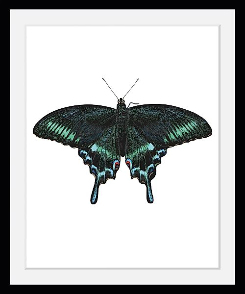 queence Bild "Lana", Schmetterlinge, (1 St.) günstig online kaufen