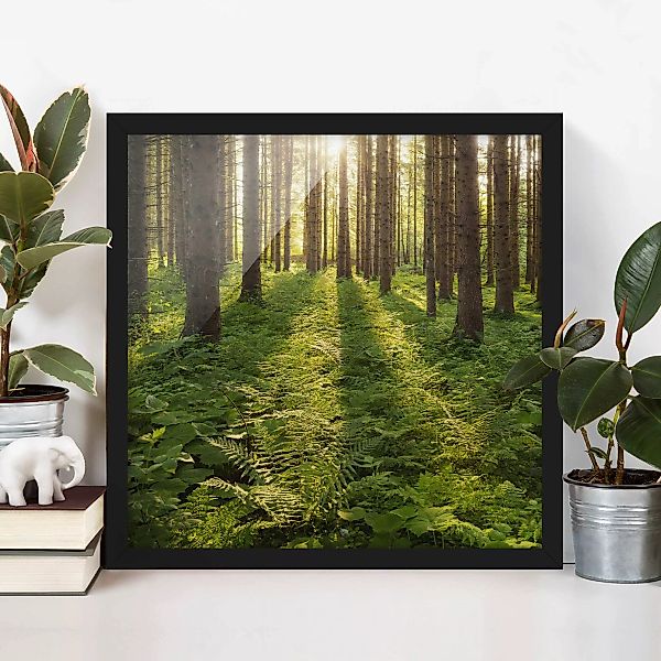 Bild mit Rahmen Natur & Landschaft - Quadrat Sonnenstrahlen in grünem Wald günstig online kaufen