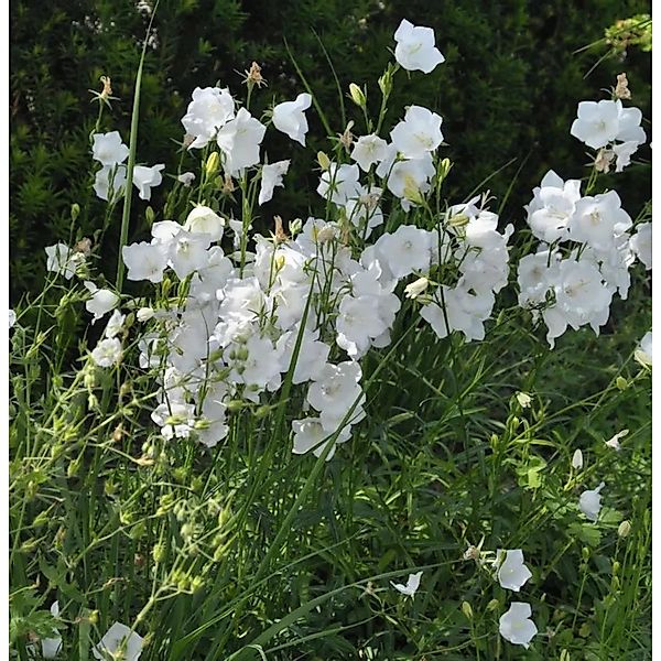 Pfirsichblütige Glockenblume Alba - campanula persicifolia günstig online kaufen