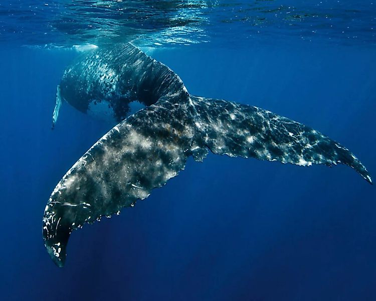 Fototapete "Wal im Meer" 4,00x2,50 m / Glattvlies Perlmutt günstig online kaufen