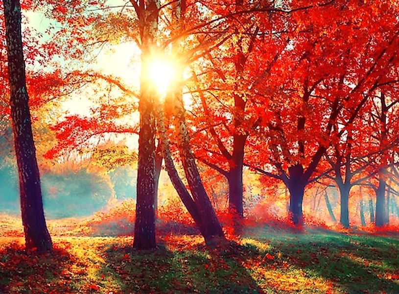 Papermoon Fototapete »Autumn Park« glatt günstig online kaufen