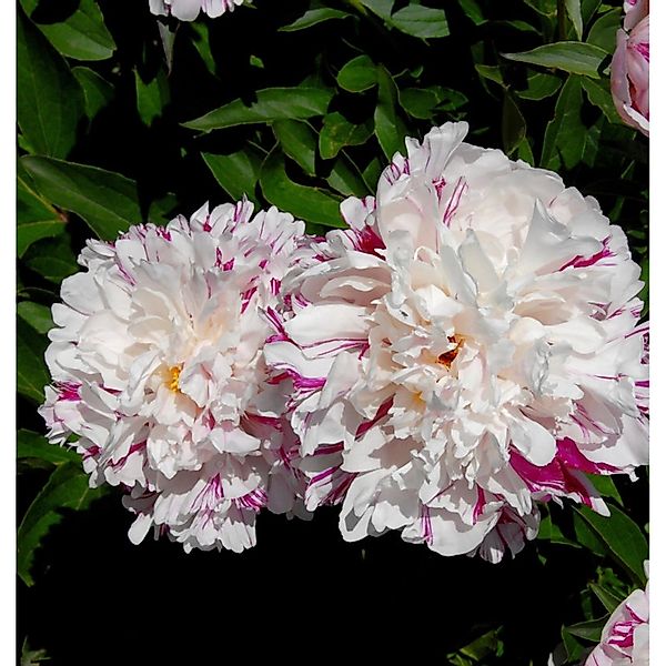 Edelpfingstrose Candy Stripe - Paeonia lactiflora günstig online kaufen