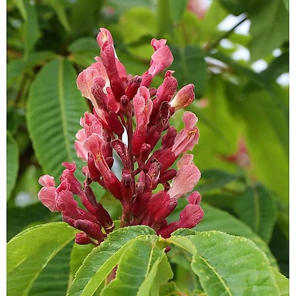 Hochstamm Zwergkastanie Rosea Nana 80-100cm - Aesculus pavia günstig online kaufen