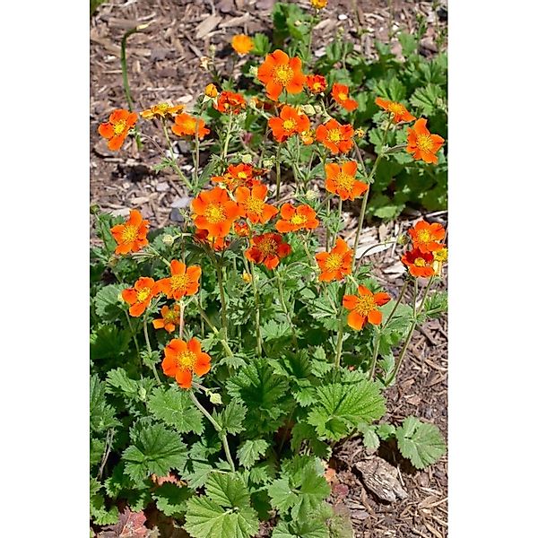 Geum Coccineum Werner Arends Nelkenwurz Ca. 9x9 cm Topf günstig online kaufen