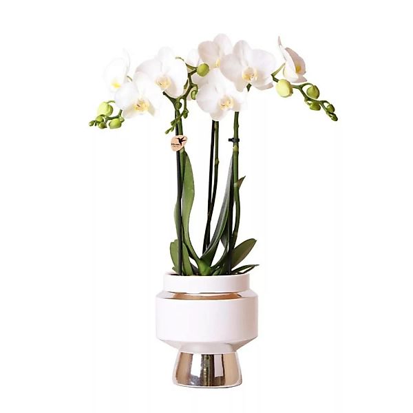 Kolibri Orchideen Weiße Phalaenopsis Orchidee Amabilis & Le Chic Deko Topf günstig online kaufen