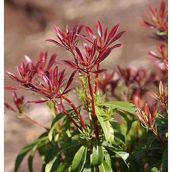 Schattenglöckchen Lavendelheide Red Mill 40-60cm - Pieris japonica günstig online kaufen