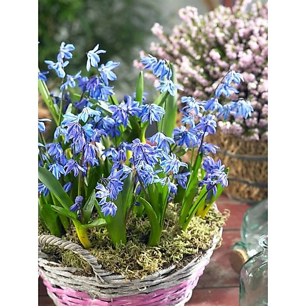 Scilla Siberica Spring Beauty Sibirischer Blaustern Ca. 9x9 cm Topf günstig online kaufen