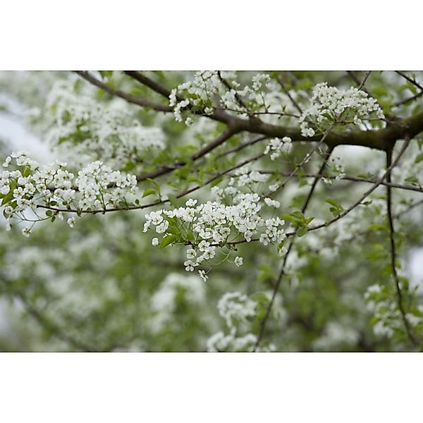 Prunus Mahaleb Steinweichsel 60–100 cm Duftend günstig online kaufen