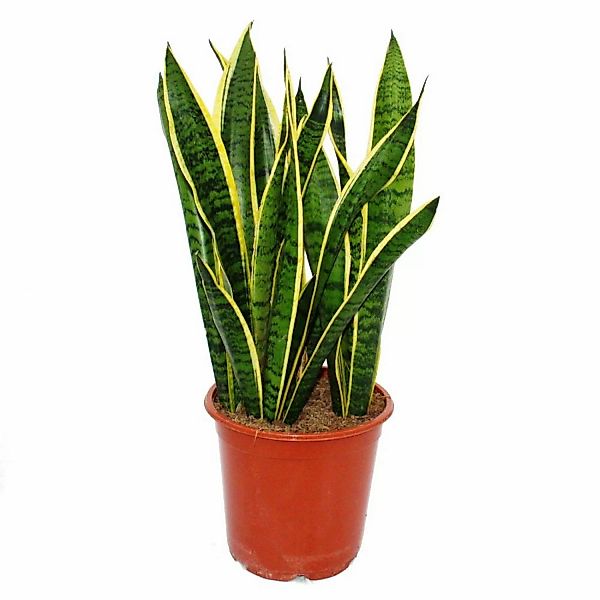 Exotenherz Sansevieria Trifasciata 19cm Topf Gesamthöhe 55-65cm Hoch günstig online kaufen