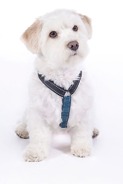 HKM Dogs Hunde-Geschirr Hundegeschirr -Anam Cara günstig online kaufen