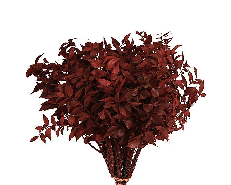 Trockenblume Ruscus Rot am Draht Dekozweige getrocknet 20cm - Bastelbedarf günstig online kaufen