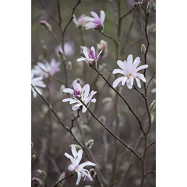 Magnolia Soulangiana Tulpen-Magnolie Rosa-Weiß 100–150 cm günstig online kaufen