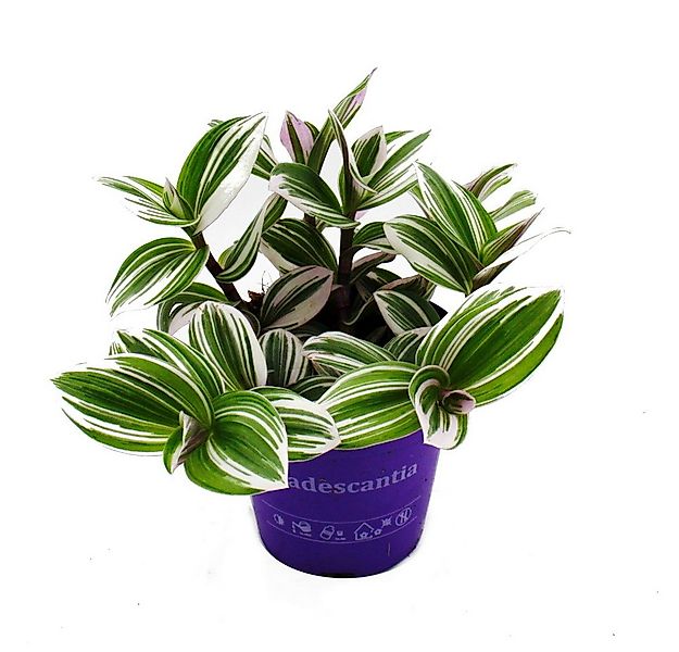 Exotenherz Zimmerpflanze Dreimasterblume Tradescantia White pflegeleichte 1 günstig online kaufen