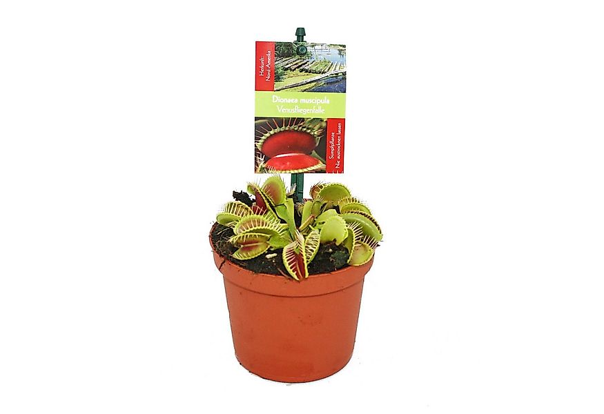 Exotenherz Zimmerpflanze Venusfliegenfalle - Dionaea muscipula - 9cm Topf günstig online kaufen