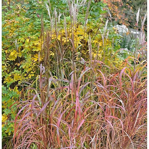 Chinaschilf Pink Cloud - XXXL Topf - Miscanthus sinensis günstig online kaufen