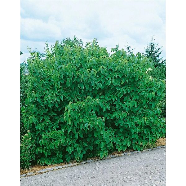 Morus Nigra Schwarze Maulbeere Jerusalem 50-60 cm günstig online kaufen
