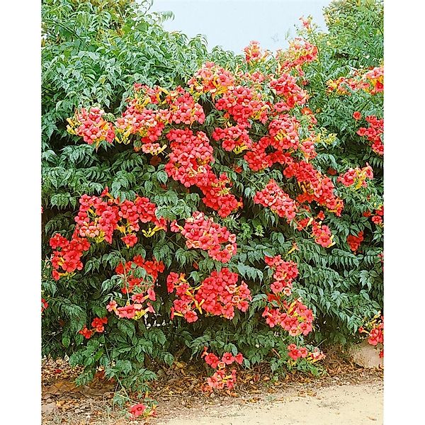 Campsis Radicans Grandiflora Trompetenblume Orange 60–100 cm günstig online kaufen