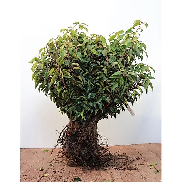 Prunus lusitanica 'Angustifolia' 30-50 cm günstig online kaufen