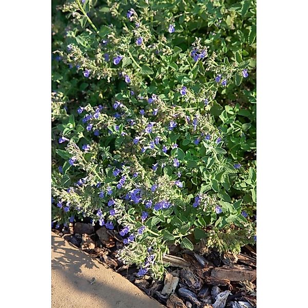 Nepeta Cataria Katzenminze Ca. 9x9 cm Topf günstig online kaufen