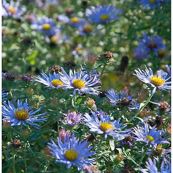 Garten-Aster October Skies - Aster oblongifolius günstig online kaufen