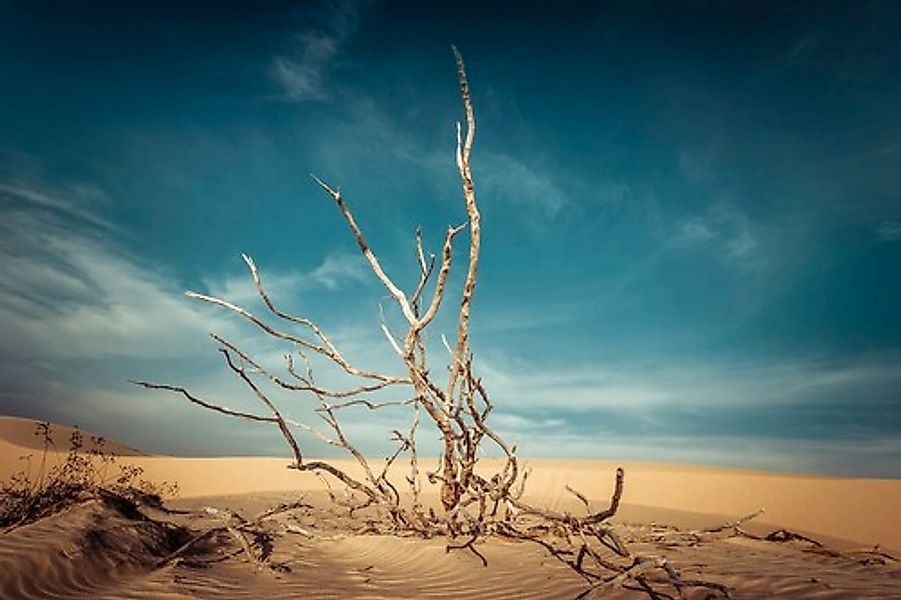 Papermoon Fototapete »Toter Baum in Wüste« günstig online kaufen